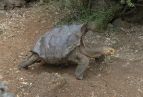 Sexploits of Diego the Tortoise save Galapagos species